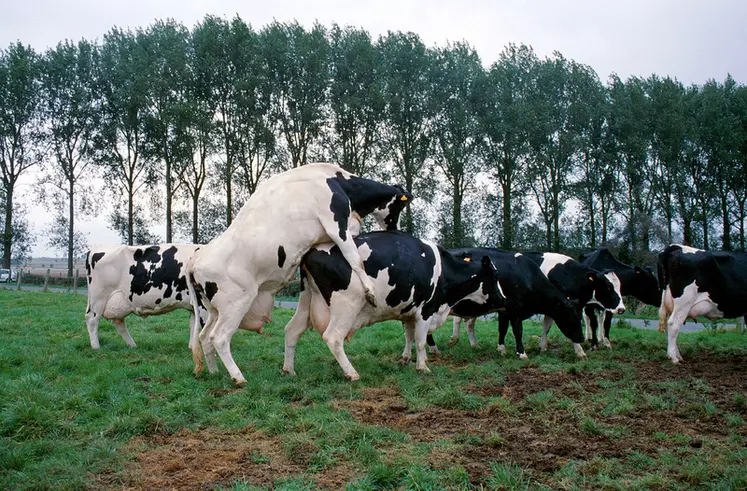<em class="placeholder">Bovins lait / détection des chaleurs / la vache se laisse chevaucher, critère caractéristique</em>