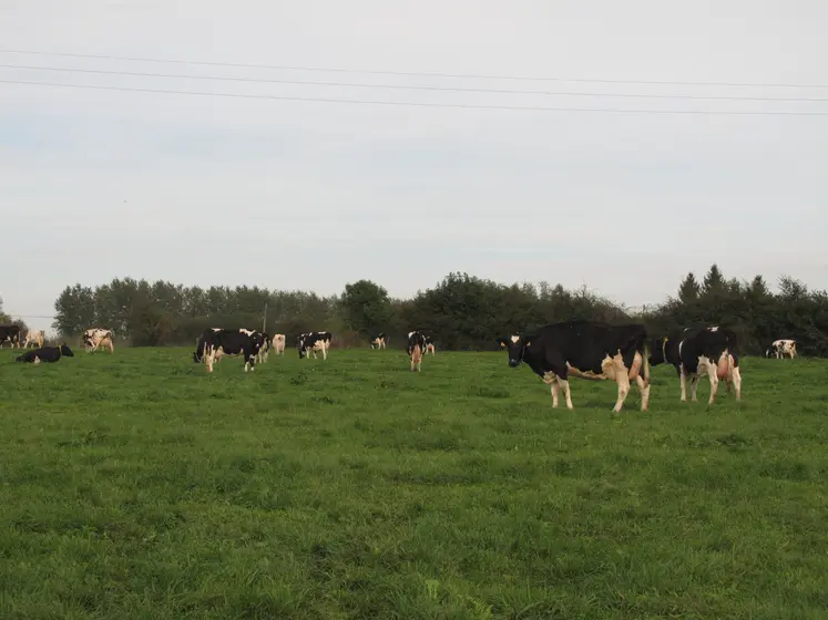 vaches laitières au pâturage dans une prairie permanente du Grand Est