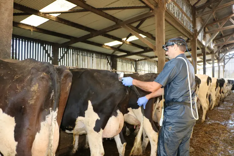 <em class="placeholder">Le vétérinaire réalise une injection de prostaglandine sur une vache laitière</em>