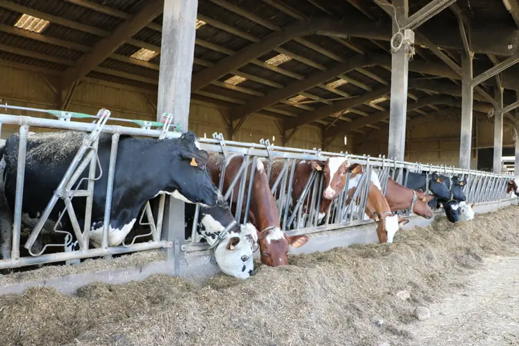 <em class="placeholder">vaches laitières à l'auge</em>