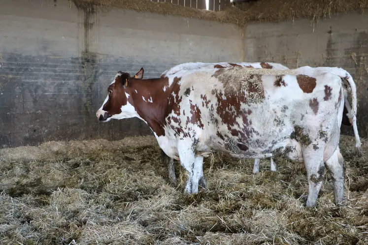 <em class="placeholder">Une vache laitière de 7 ans</em>