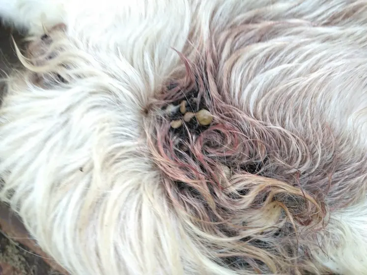 <em class="placeholder">plaies sur vache laitière liées aux tiques au chignon</em>