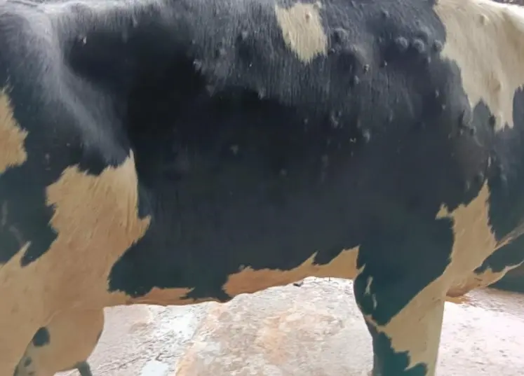 <em class="placeholder">vache atteinte de DNC</em>