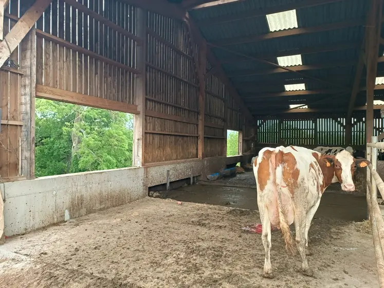<em class="placeholder">vache laitière dans stabulation avec ouvertures</em>