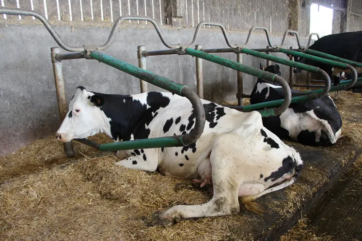 <em class="placeholder">Les logettes sont équipées de matelas et de genouillères à eau et paillées avec de la paille broyée.</em>