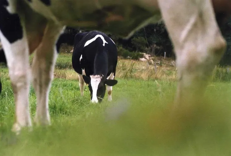 <em class="placeholder">vache au paturage</em>