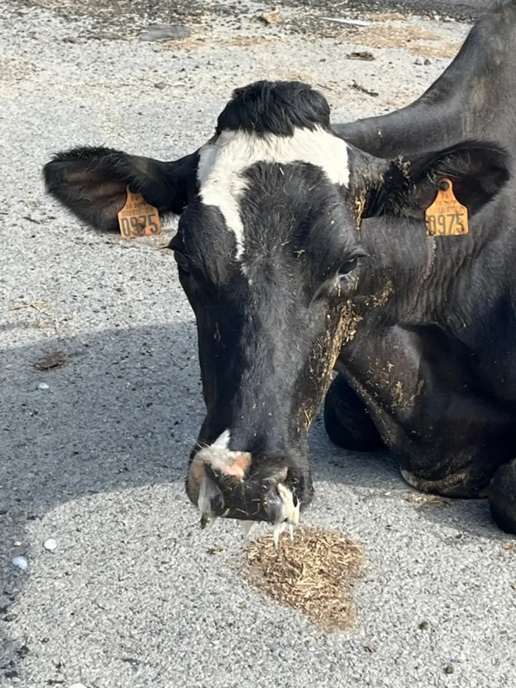 <em class="placeholder">vache laitière atteinte de FCO</em>