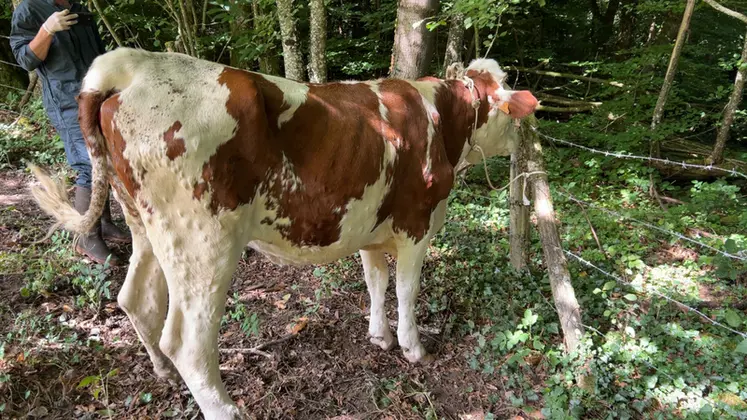 <em class="placeholder">vache atteinte de DNC</em>