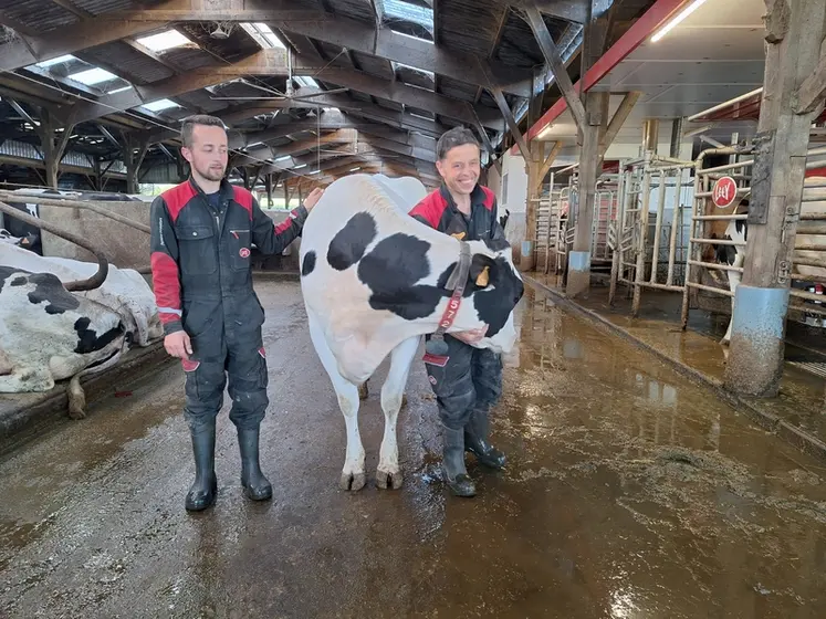 <em class="placeholder">Aymeric et Eric Gérard conduisent les génisses au robot deux fois par jour pendant une semaine au début de leur lactation.</em>
