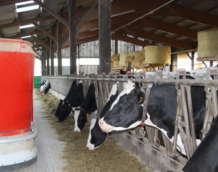 <em class="placeholder">robot d'alimentation distribuant une ration à des vaches laitières</em>
