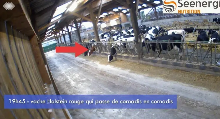 <em class="placeholder">vaches laitières en train de manger leur ration à l'auge</em>