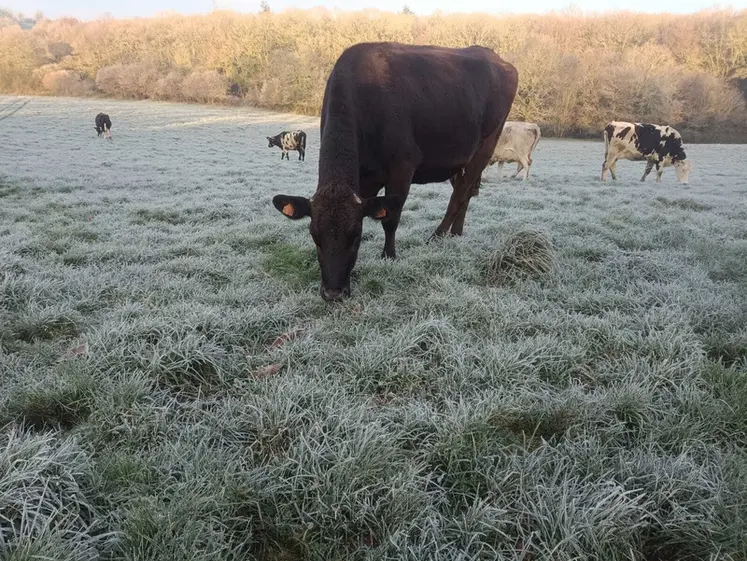 <em class="placeholder">vache au pâturage en hiver sur prairie gelée</em>