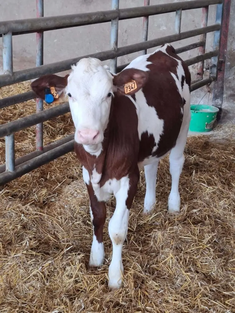 <em class="placeholder">veau montbéliard avec boucle de monitoring</em>