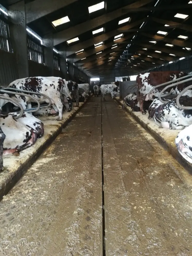 <em class="placeholder">Prévention des boiteries : 4 points clés pour bien loger vos vaches</em>