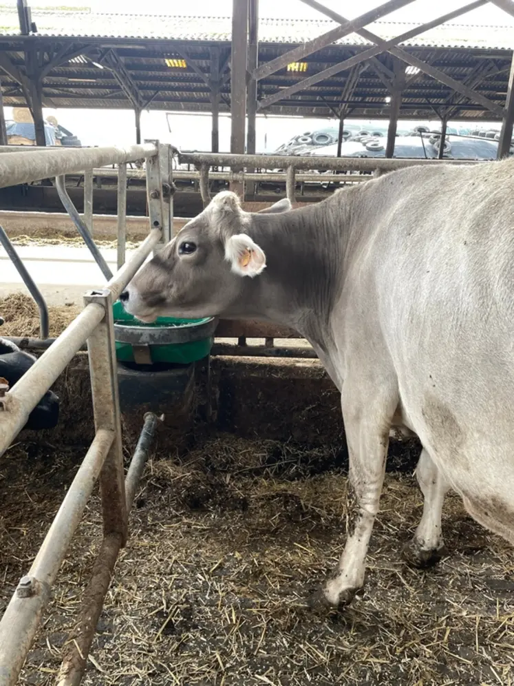 <em class="placeholder">vache en préparation vêlage s'approchant d'un abreuvoir</em>