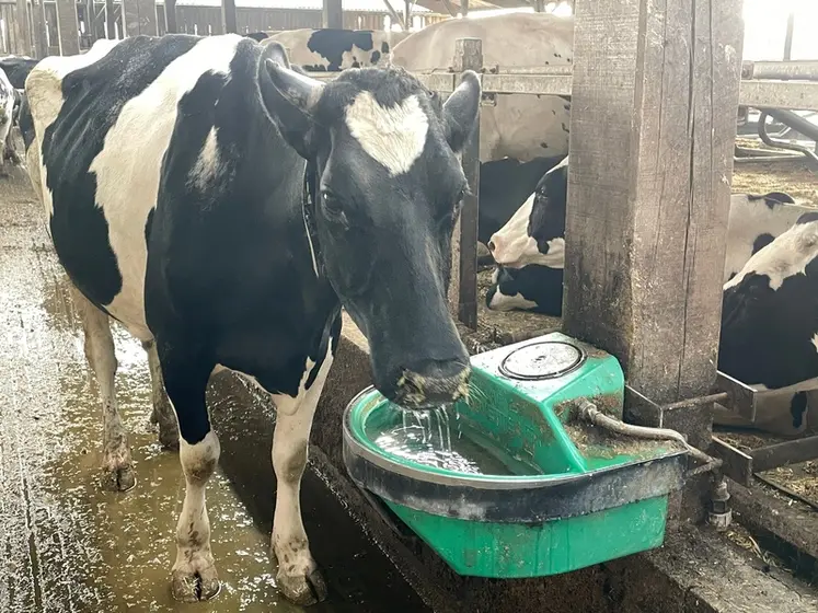<em class="placeholder">Abreuvement : quatre critères pour vérifier si vos vaches boivent assez</em>