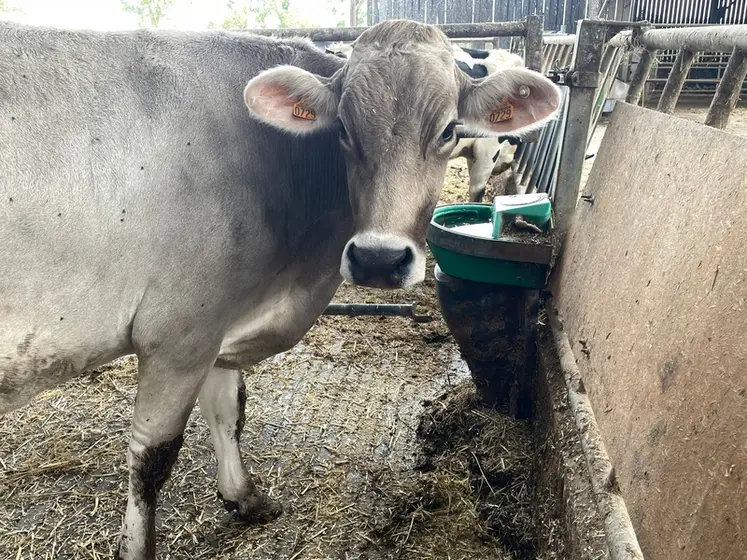 <em class="placeholder">vache devant un abreuvoir</em>