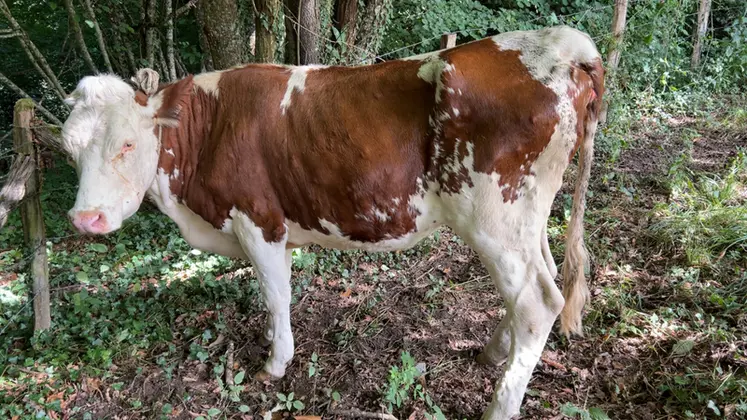 <em class="placeholder">vache atteinte par la dermatose nodulaire contagieuse (DNC)</em>