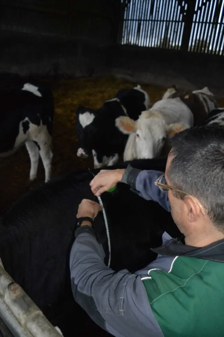 <em class="placeholder">croissance génisses ruban</em>