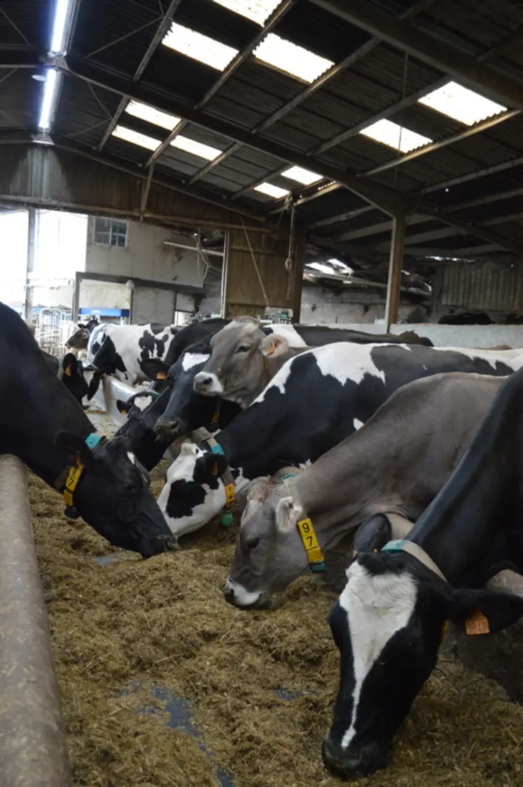 <em class="placeholder">vaches laitières mangeant à l'auge</em>