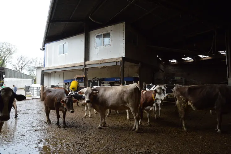 <em class="placeholder">troupeau de vaches laitières en bâtiment</em>