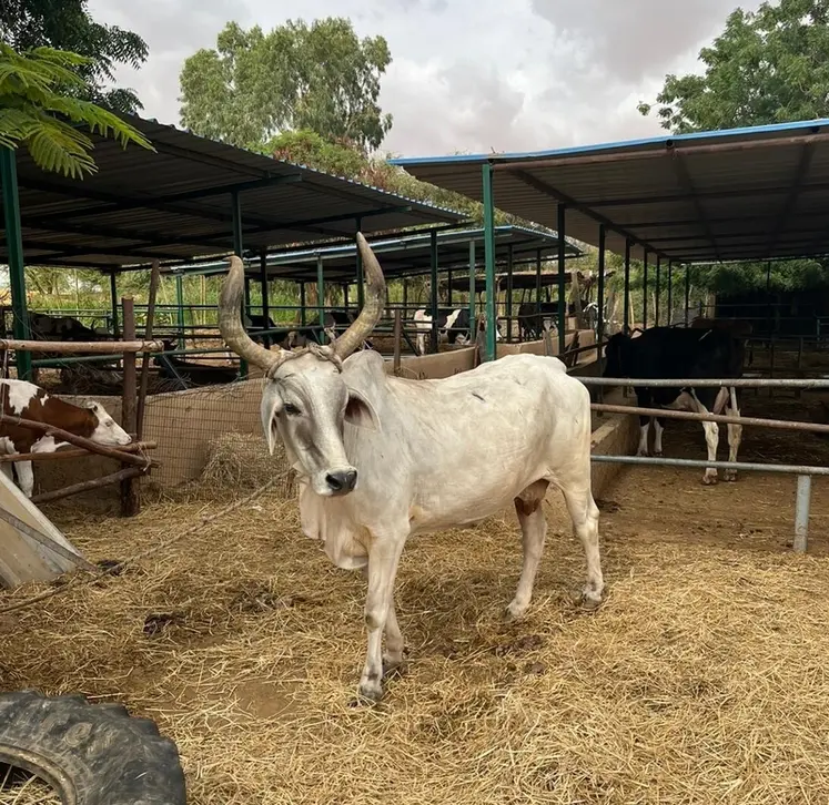<em class="placeholder">dans un élevage du Sénégal, bovins laitiers de race locale et de race française</em>