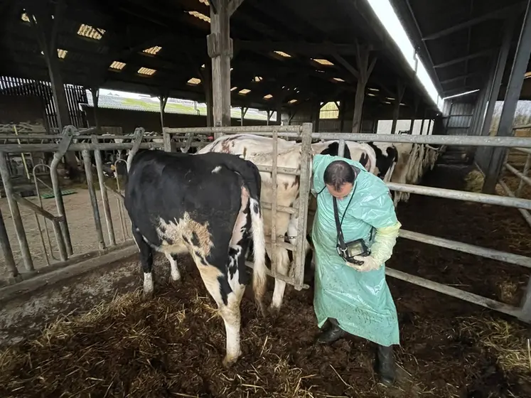 <em class="placeholder">fouille et échographie d'une vache</em>