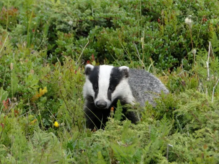 <em class="placeholder">un blaireau</em>