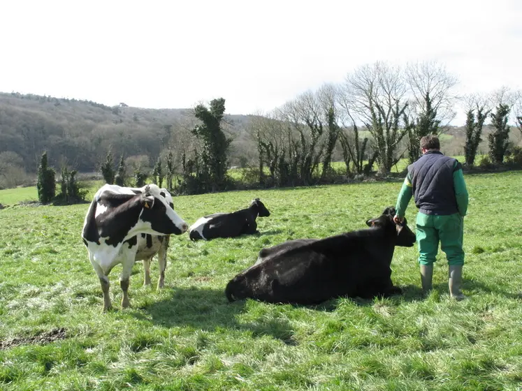 <em class="placeholder"> Vaches laitières au pâturage avec leur éleveur. </em>