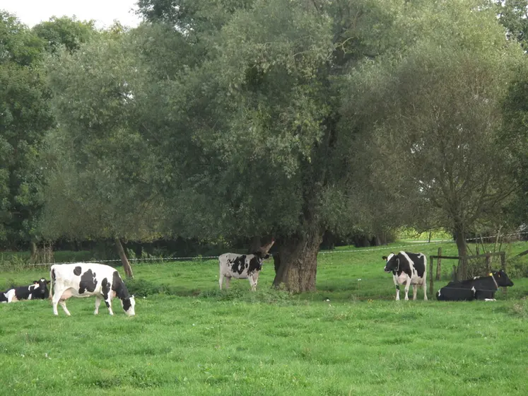 <em class="placeholder">pâturage sur une prairie permanente </em>
