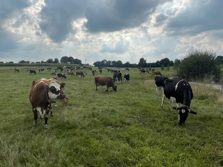 <em class="placeholder">vaches au pâturage</em>