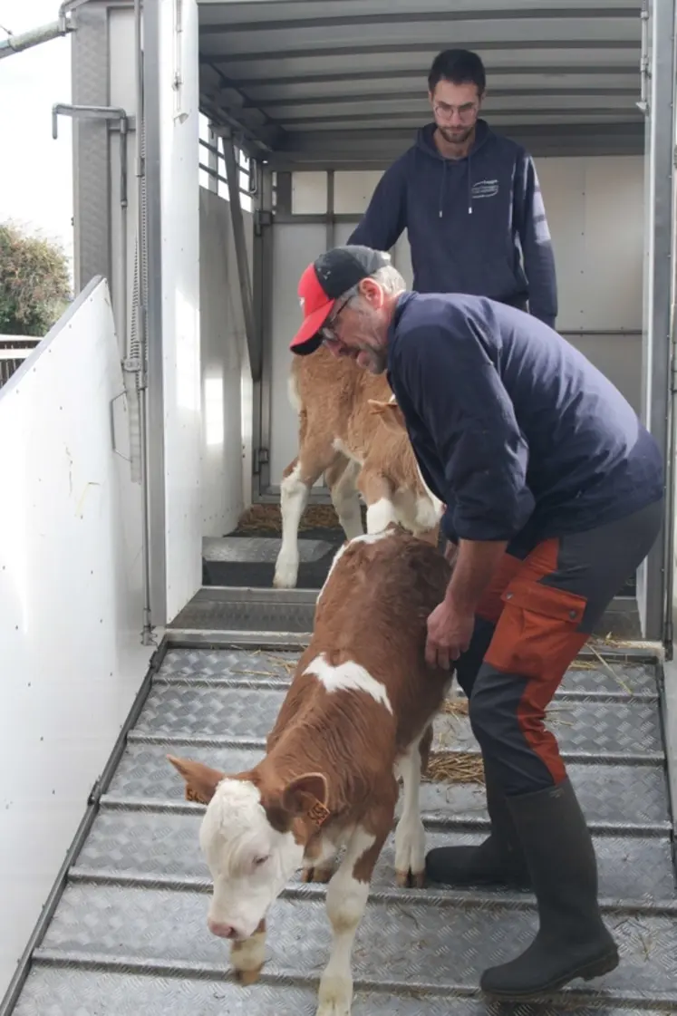 <em class="placeholder">déchargement de génisses laitières</em>