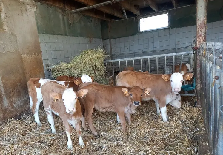 <em class="placeholder">génisses laitières</em>