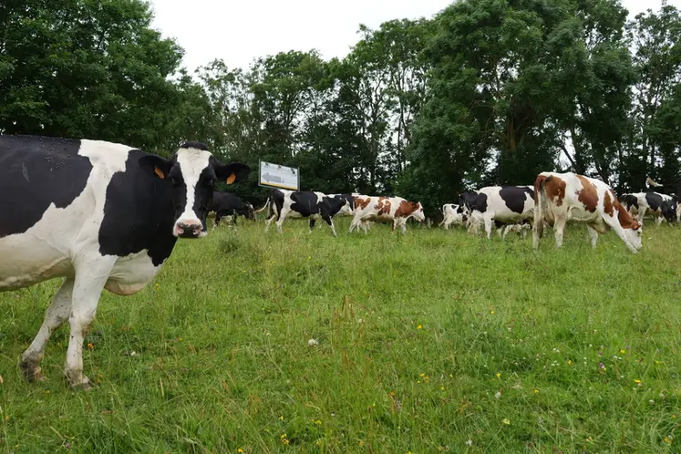 <em class="placeholder">vaches laitières au pâturage en Normandie, races prim’Holstein et montbéliardes</em>