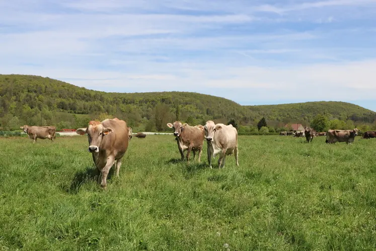 <em class="placeholder">Troupeau de vaches laitières de race brune, au pâturage. Prairie permanente. Zone de piémont en Côte d'Or, en Bourgogne. </em>
