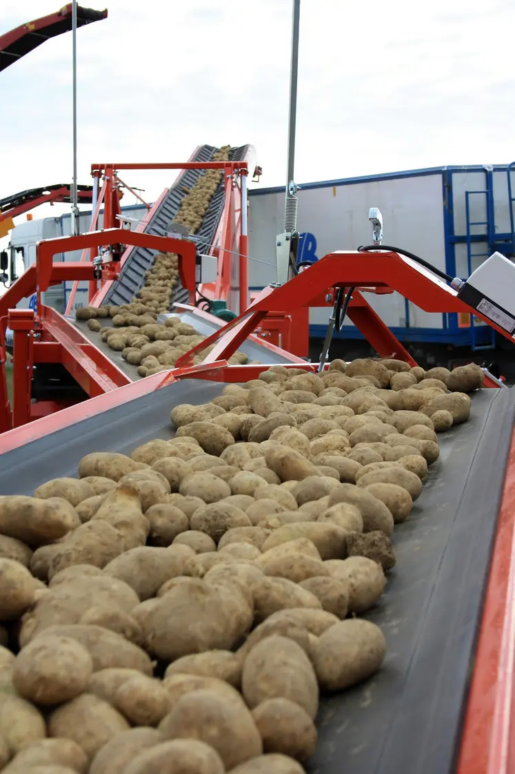 Chargement d' un camion de pomme de terre. Tubercules de pommes de terre sur bandes transporteuses. Transport des produits agricoles