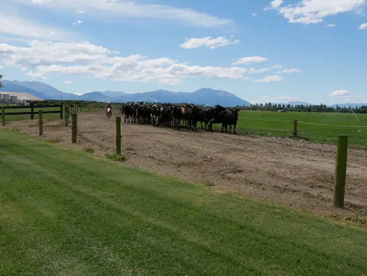 vache dans un chemin en Nouvelle-Zélande