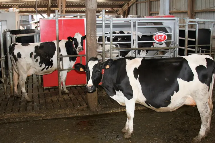 <em class="placeholder">I M G _ 3 4 3 8 / Equipement en élevage laitier. vaches laitières primholstein.  robot de traite Lely</em>