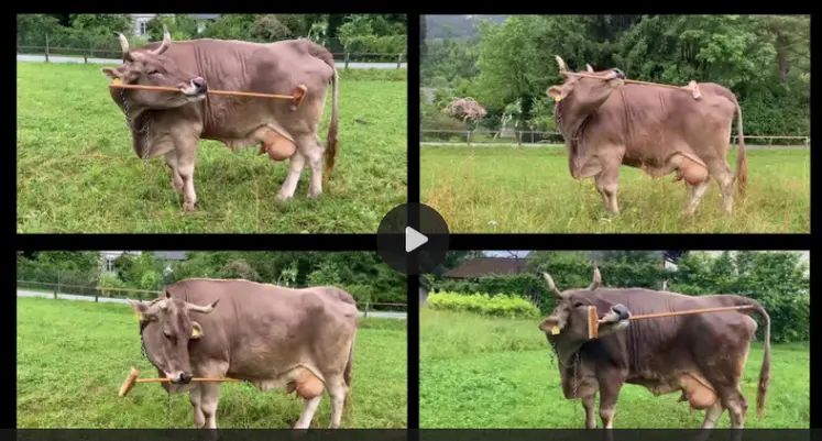 <em class="placeholder">Comportement animal : Veronika, la vache qui bluffe les scientifiques </em>