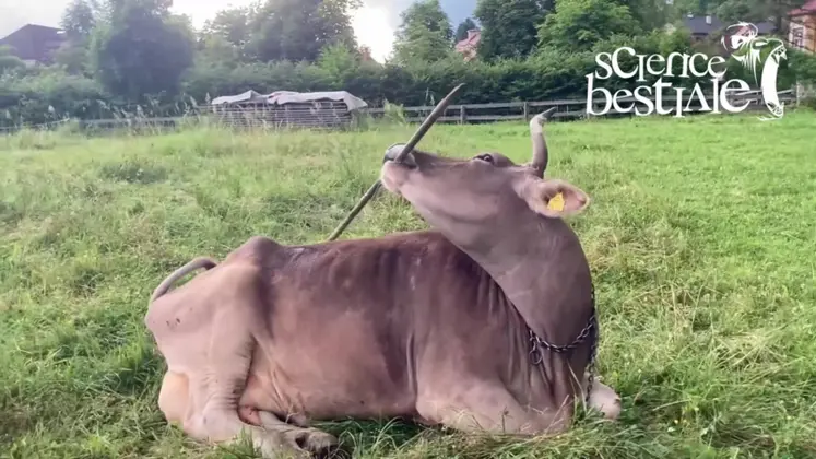 <em class="placeholder">vache se grattant avec un manche à balai</em>