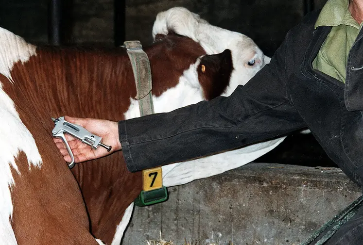 <em class="placeholder">Attention, une seule boucle d'identification ! Bovins lait / Vétérinaire / Tuberculination (dépistage de la tuberculose) d'une vache montbéliarde.</em>