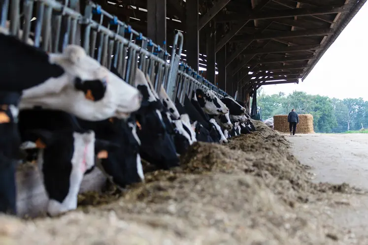 <em class="placeholder">vaches s'alimentant au cornadis</em>