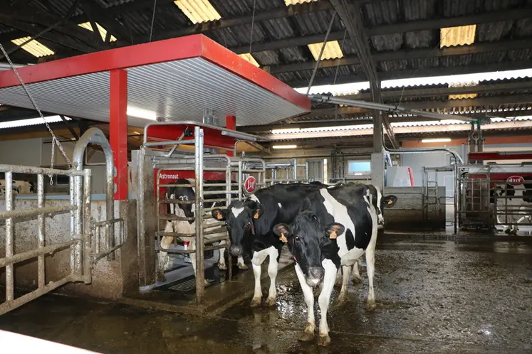 <em class="placeholder">robot de traite avec des vaches Holstein</em>