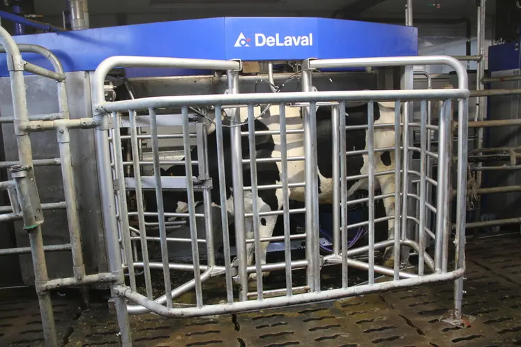 <em class="placeholder">Vache prim'Holstein en train de se faire traire au robot de traite</em>