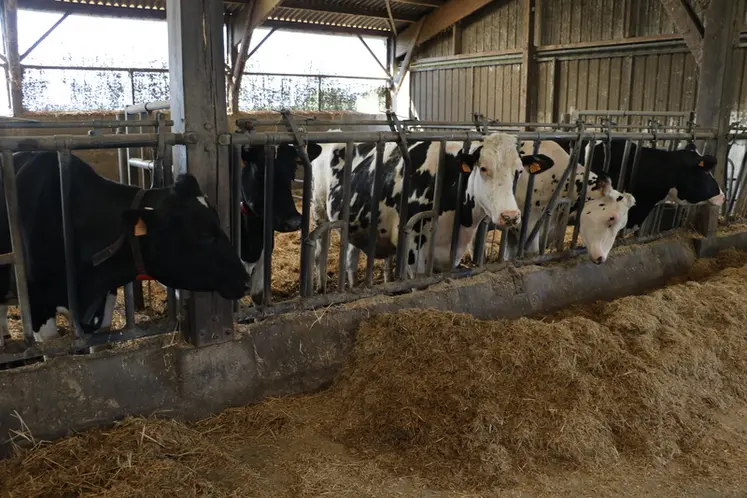 <em class="placeholder">vaches en prépa vêlage aux cornadis</em>