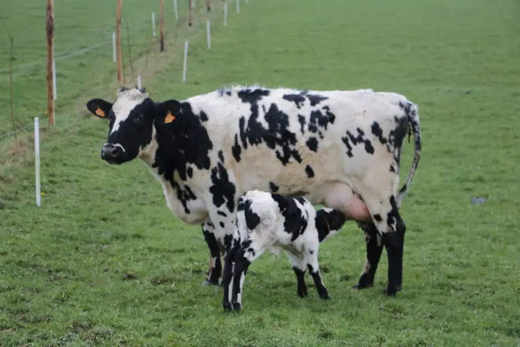 <em class="placeholder">vaches laitères issues de multiples croisement - 4500 litres en monotraite - veau de quelques jours sous la mère </em>