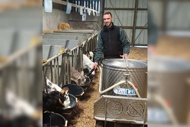 éleveur salarié en train de distribuer du lait aux veaux