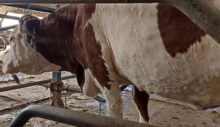 vache laitière atteinte de DNC 