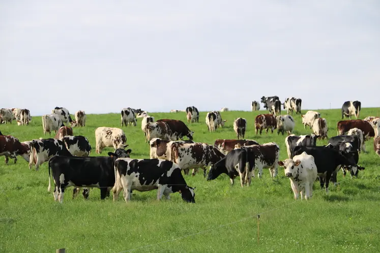 <em class="placeholder">Troupeau de vaches laitières au pâturage.</em>