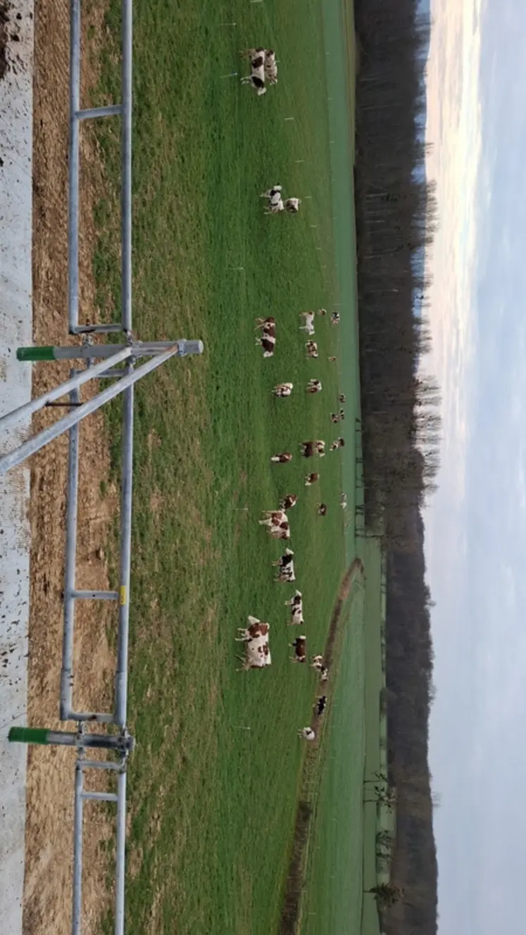 <em class="placeholder">vaches au pâturage</em>